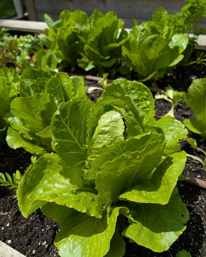 Harvest Regularly