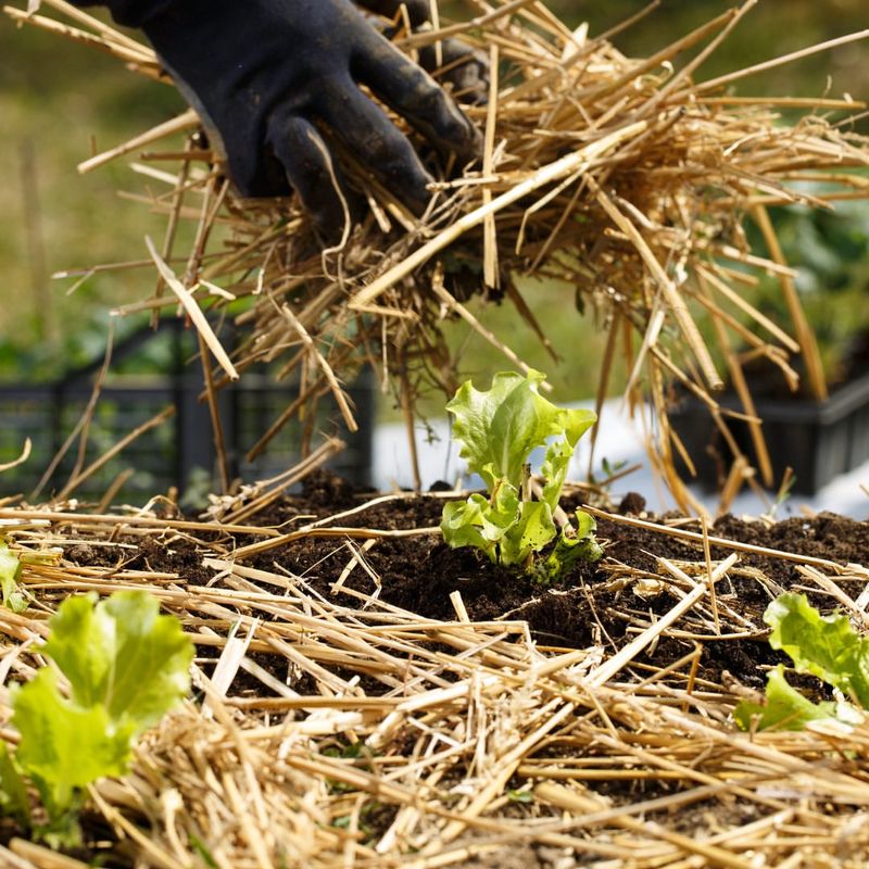 Add Mulch As Your Garden's Bodyguard