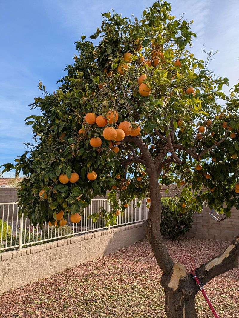 Feed with Citrus-Specific Fertilizer
