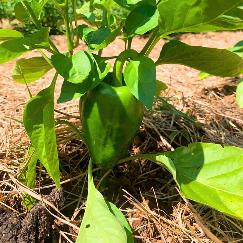 Apply Organic Mulch