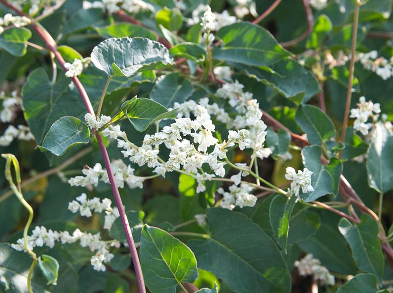 Apply Balanced Fertilizer in Spring