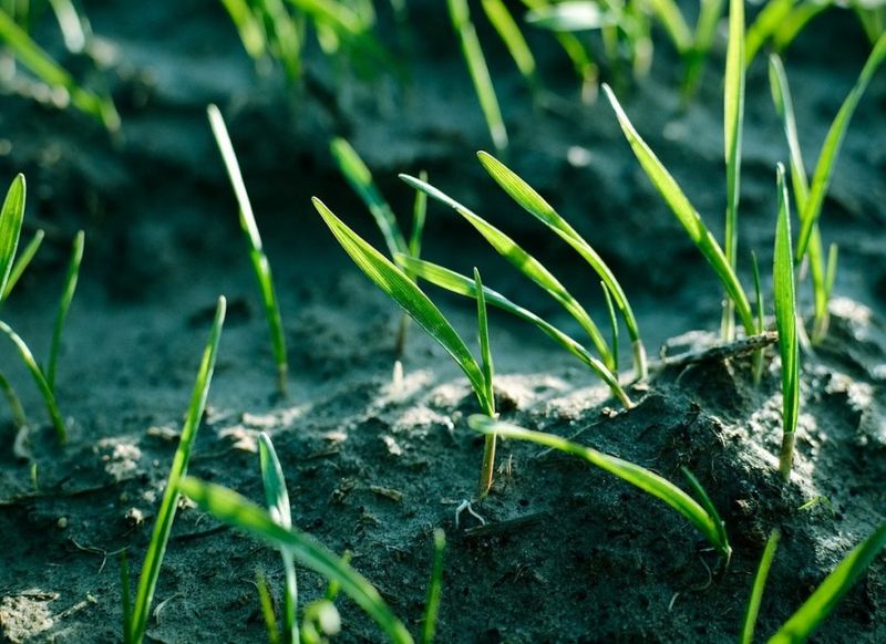 Overseed With Resistant Varieties
