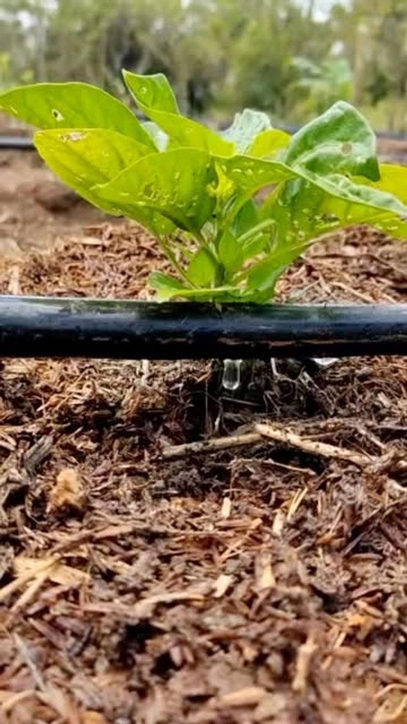 Focus On The Root Zone