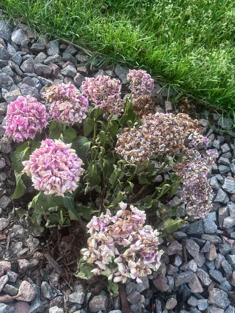 Apply A Thick Layer Of Mulch