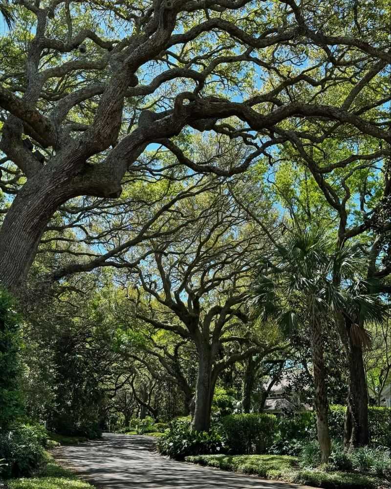 Overhanging Trees and Branches