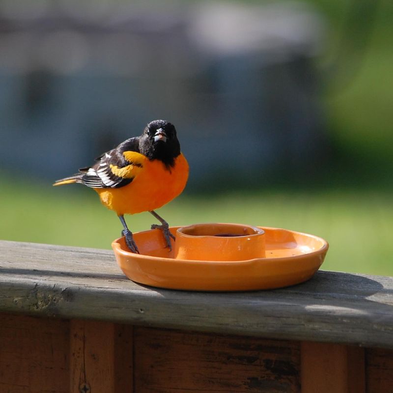 Specialized Oriole Feeders