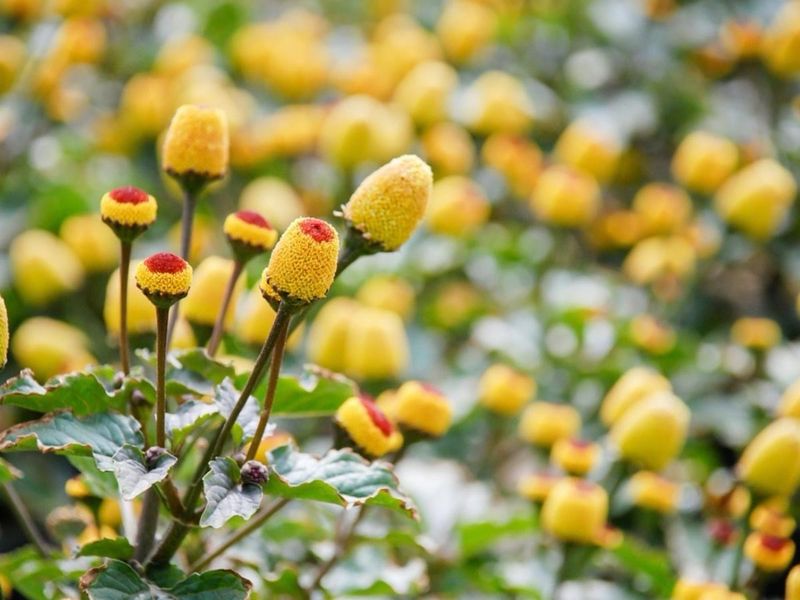 Native Flowering Plants That Produce Nectar