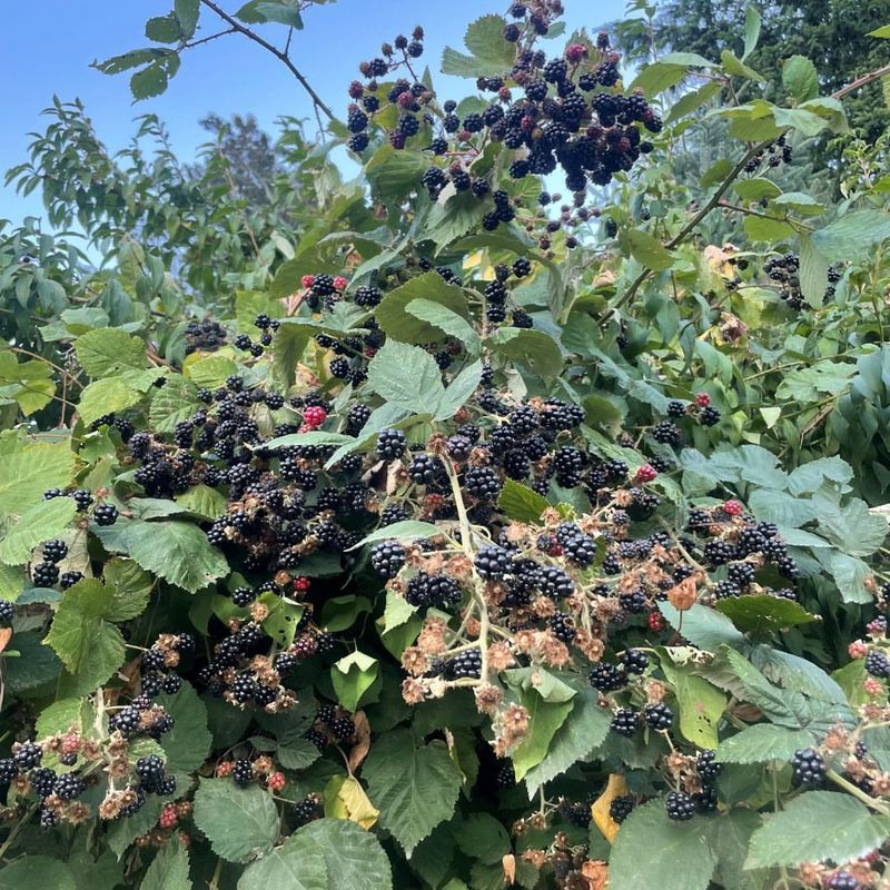 Himalayan Blackberry
