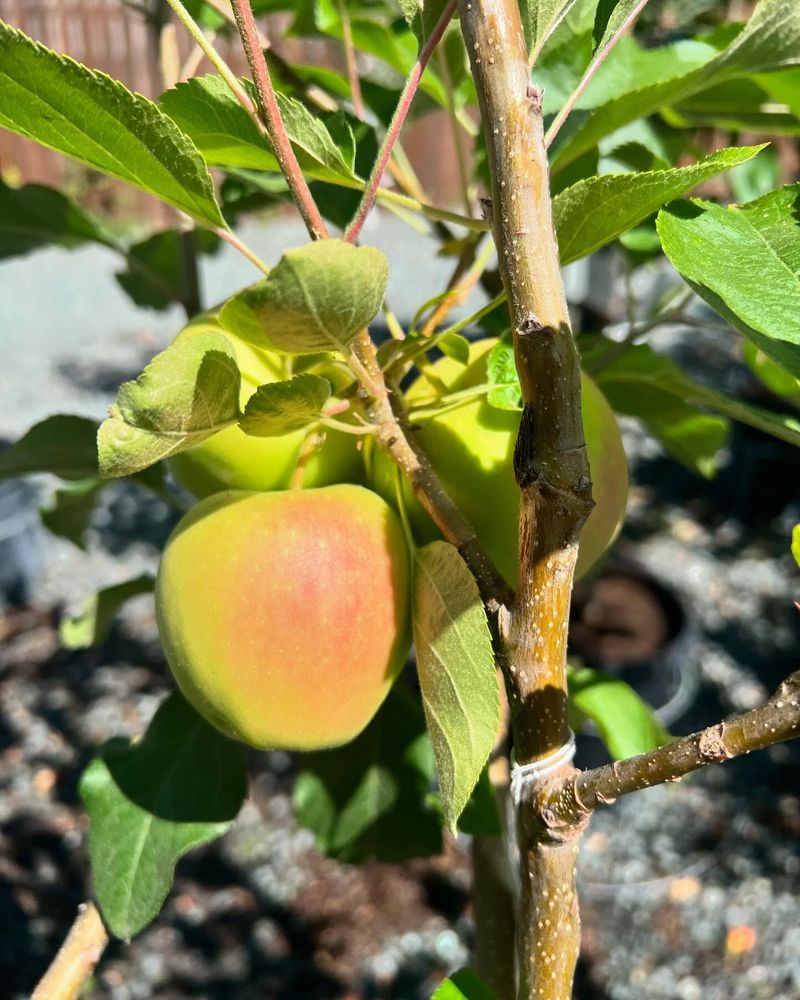 Fruit Trees