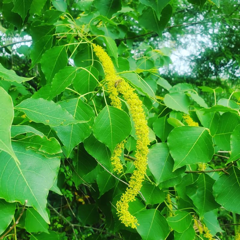 Chinese Tallow