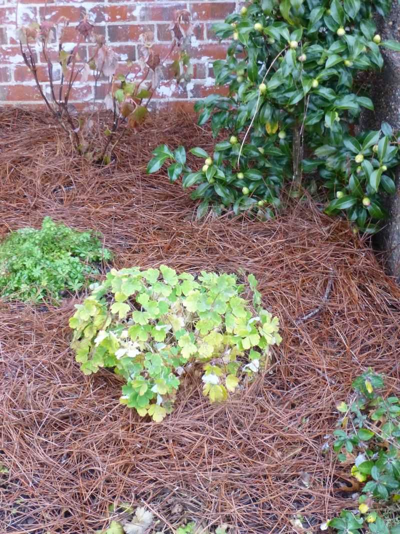 Mulch Heavily With Pine Straw