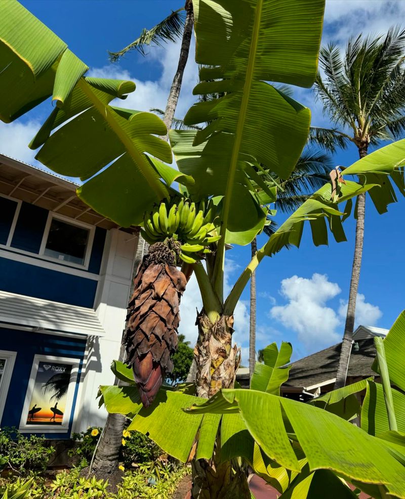 Banana Trees