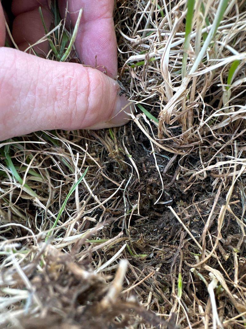 Grass Pulling Out Easily