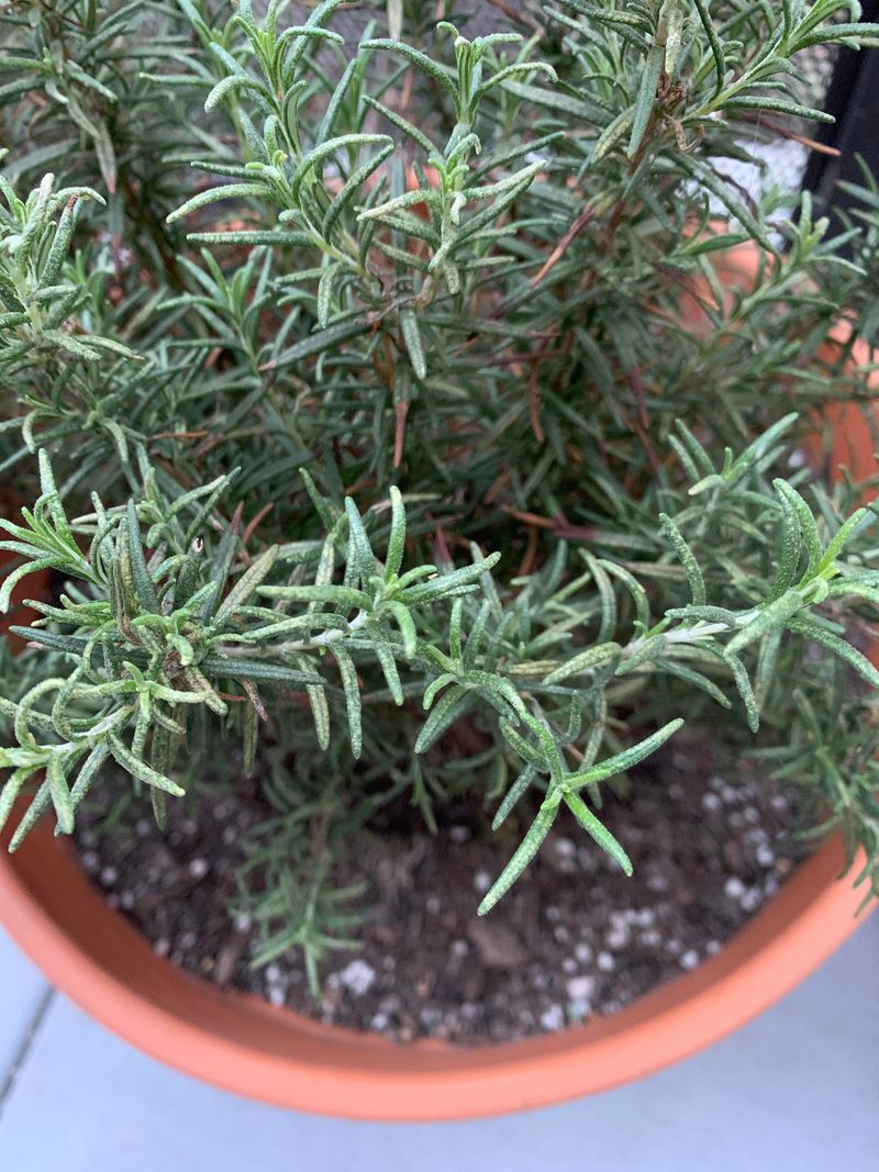 Avoid Overhead Watering