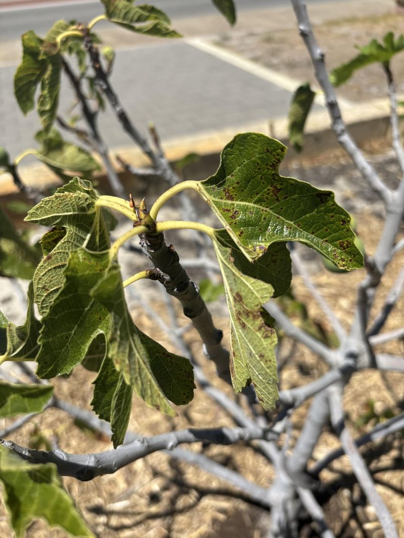 Stunted Leaf Growth