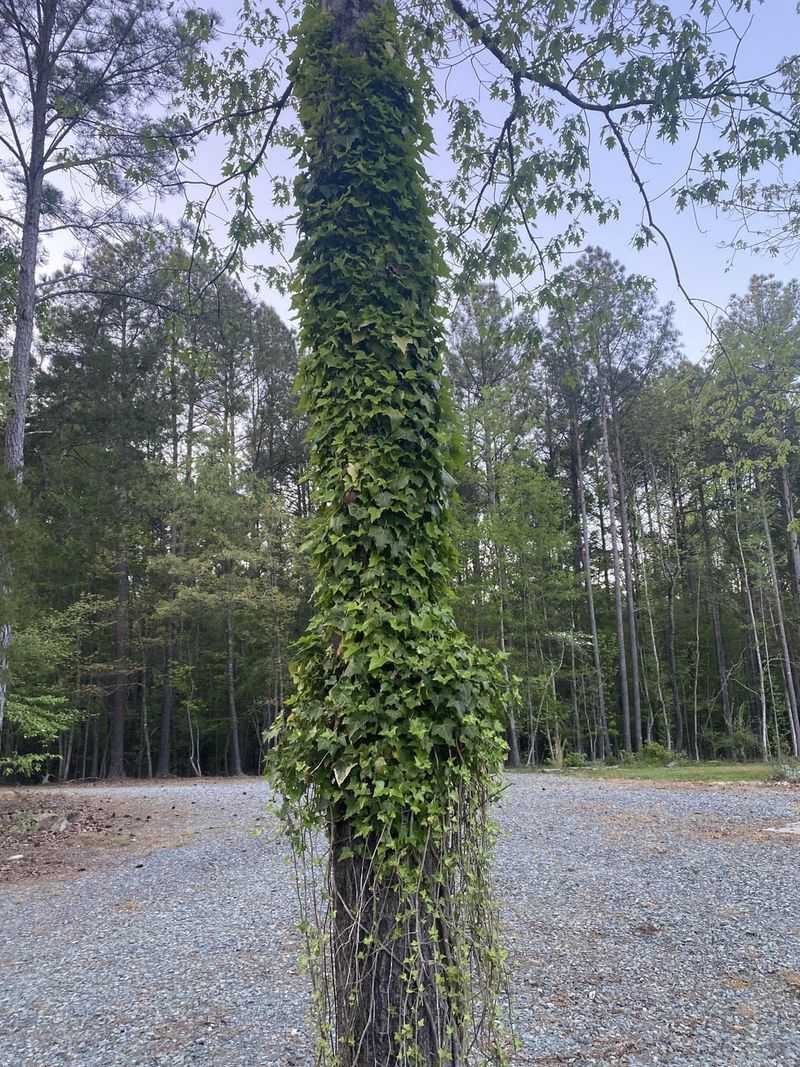 Excessive Vine Coverage
