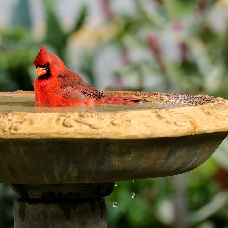 Slippery Surfaces Scare Birds Away
