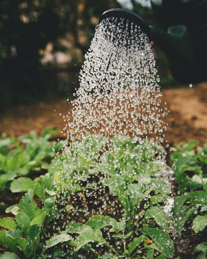 Prioritize Watering Wisely