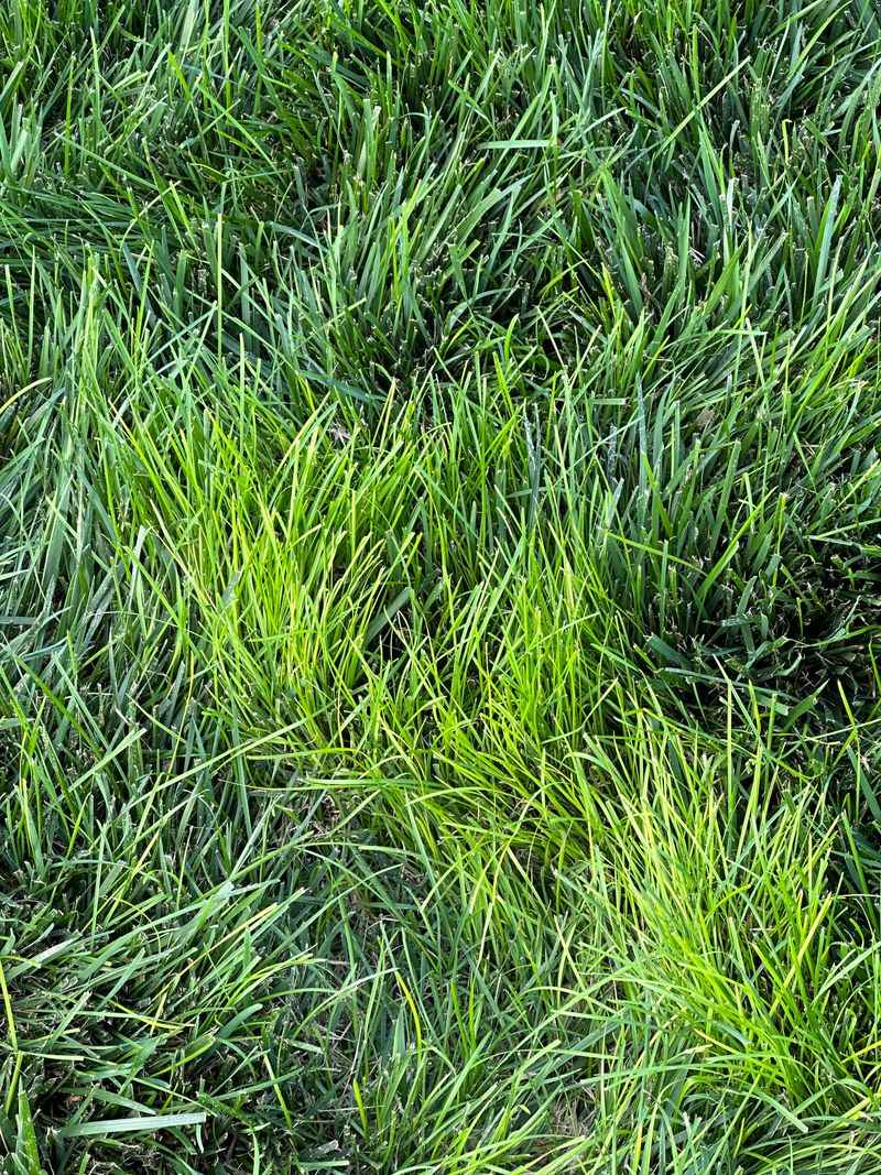 More Fertilizer Means Greener Grass