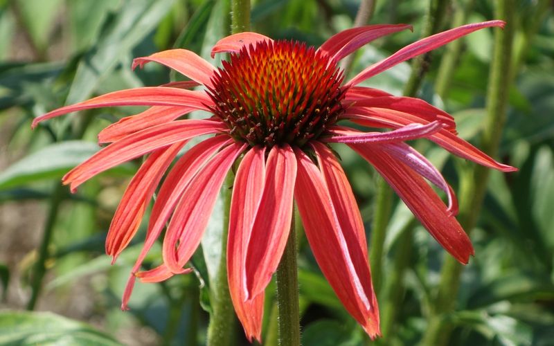 Flower Bud Protection