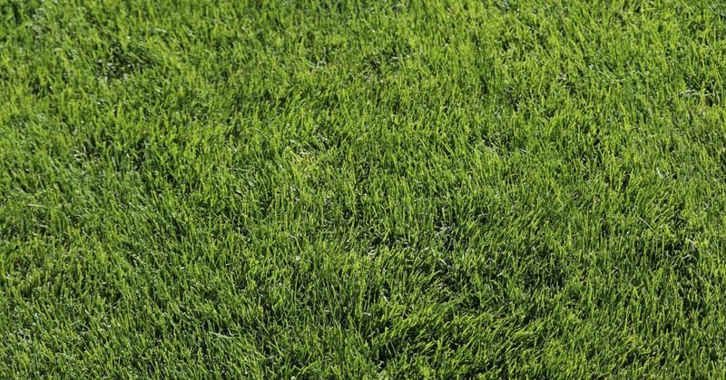 Over-Fertilizing Your Lawn