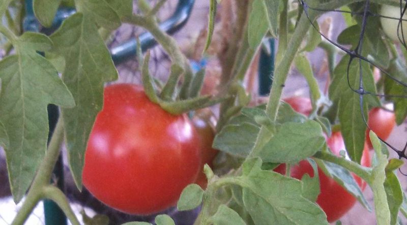 Planting Summer Vegetables In May