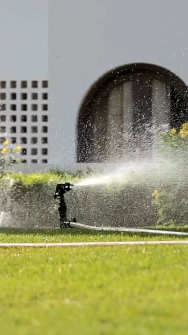 Watering at Noon