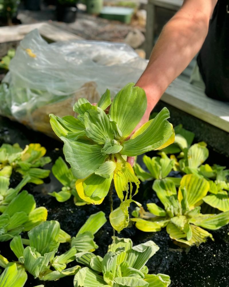 Using Softened Water on Vegetables