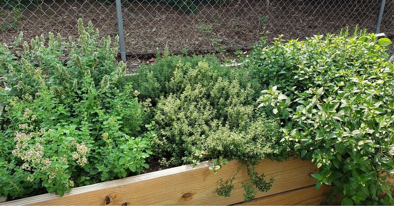 Skipping Fall Watering