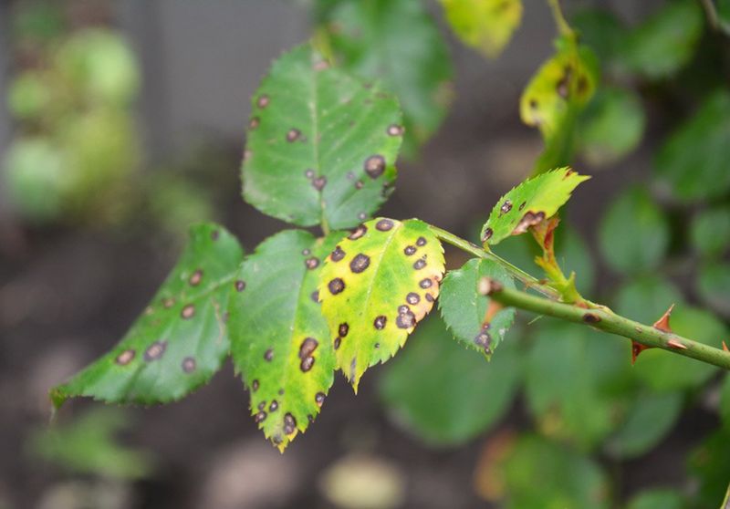 Spraying Leaves of Fungus-Prone Plants