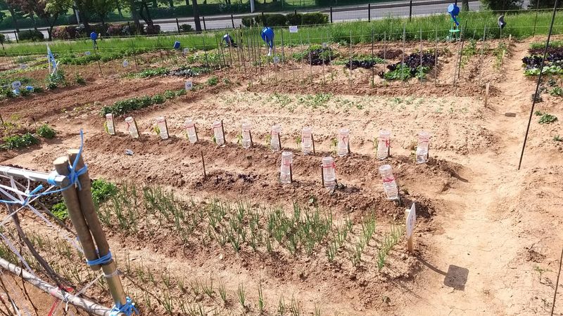 Evening Watering in Humid Climates
