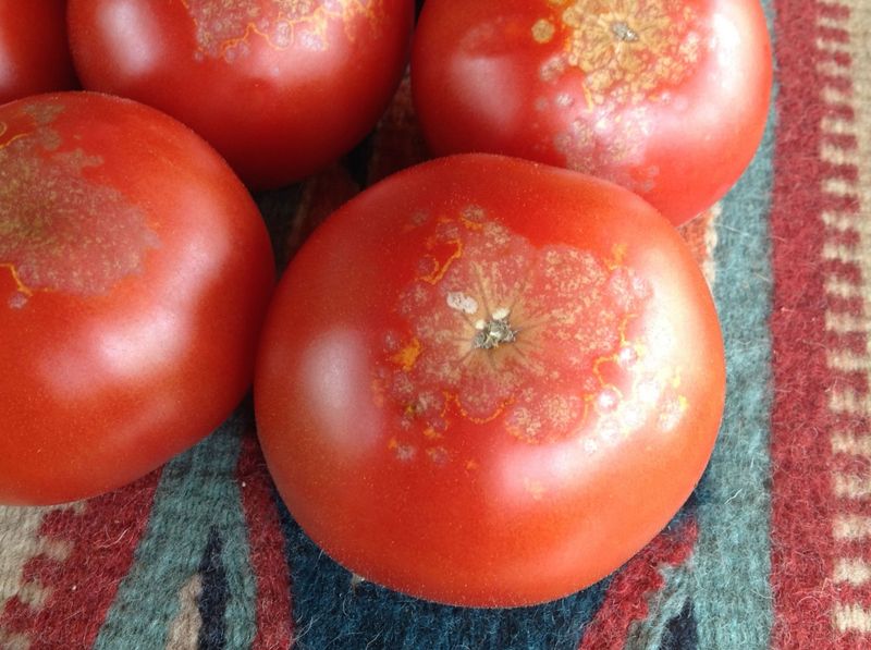 Variety Susceptibility Differences
