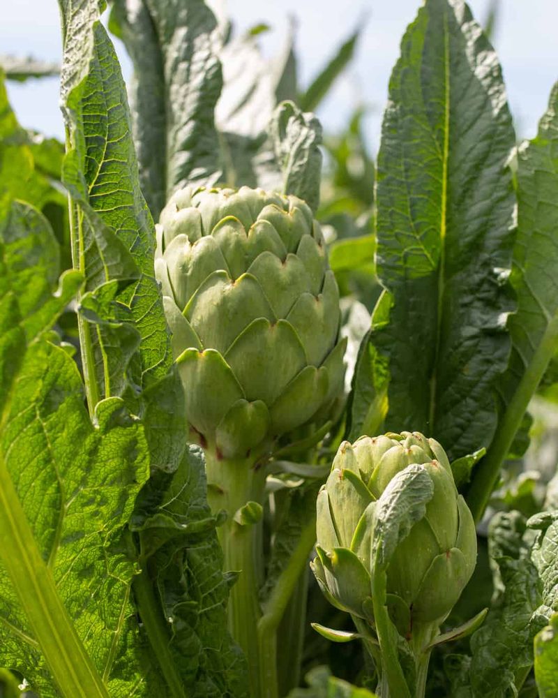 Artichokes