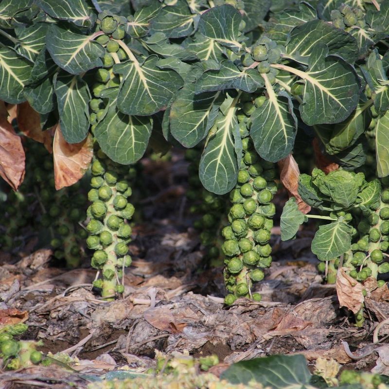 Brussels Sprouts Improve After Frost