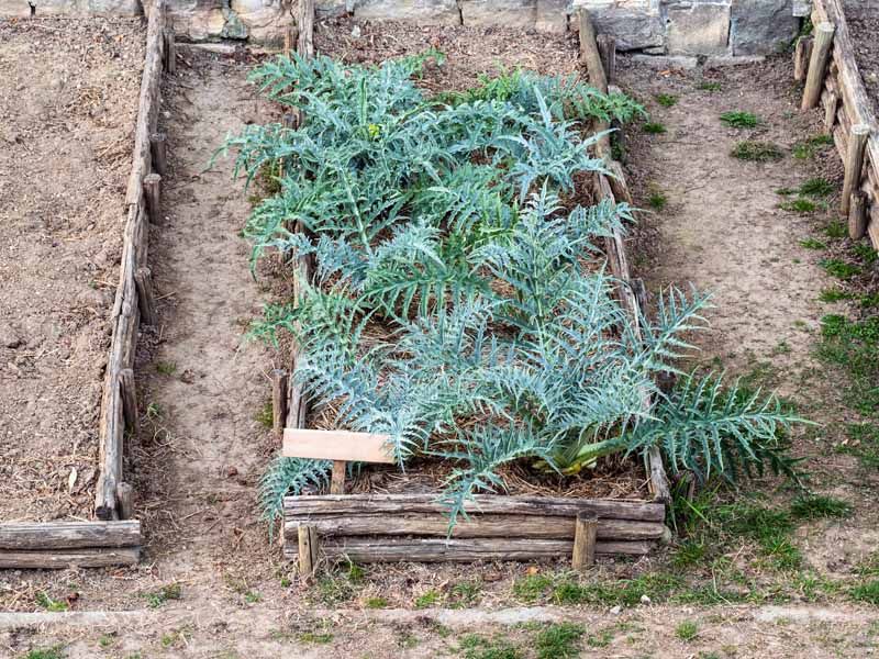 Artichokes - Perennial Space Hoggers