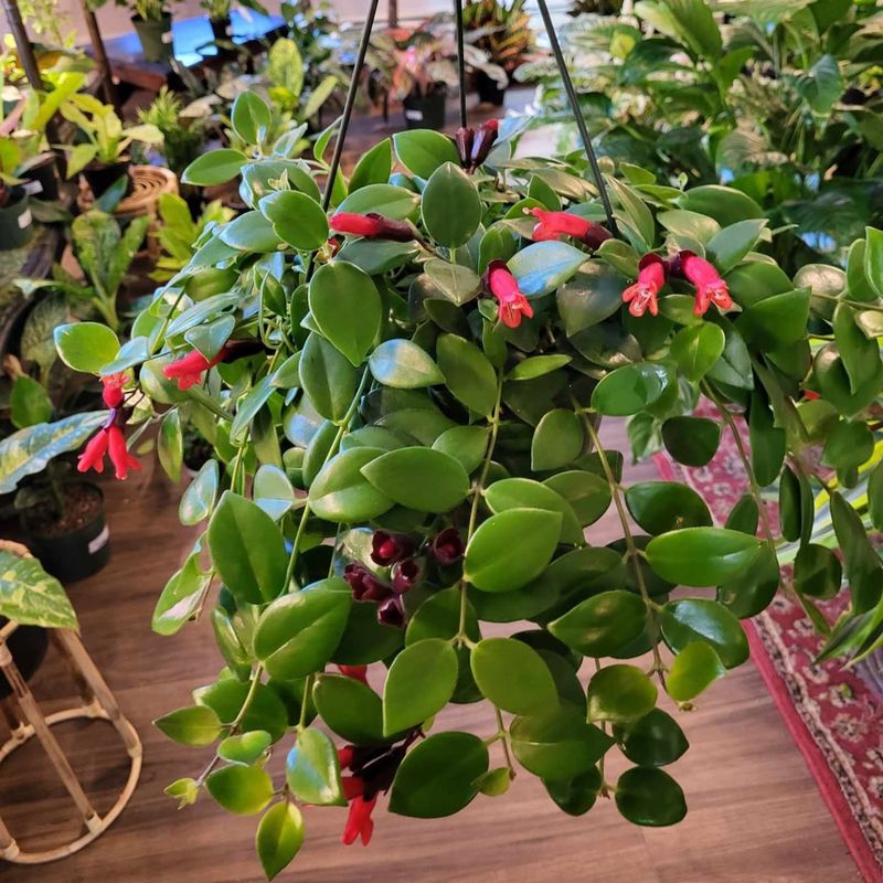 Lipstick Plant