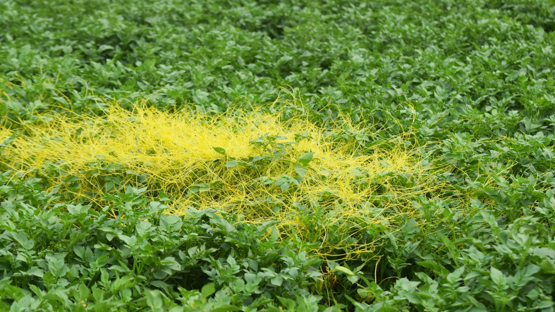 Ways Florida Gardeners Handle Invasive Neighbor Vines
