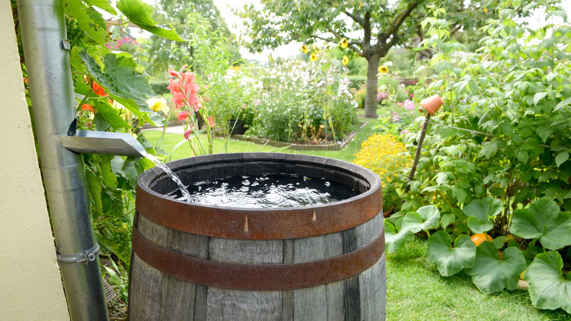 collecting rainwater
