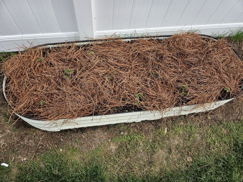 Pine Straw Mulching