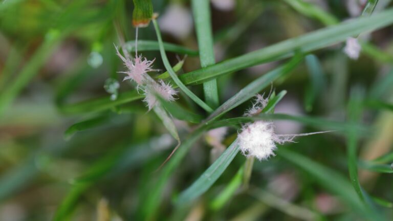 red thread disease in lawn