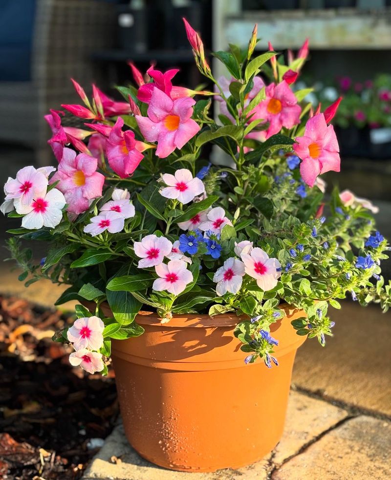 Add Colorful Potted Plants