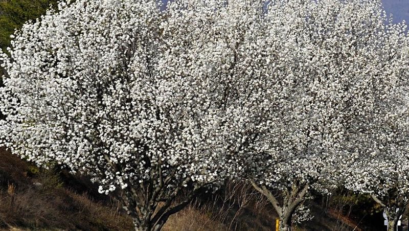 Cross-Pollination Creates Thorny Monsters