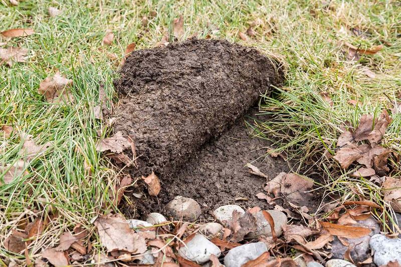 Enhances Drought Resistance