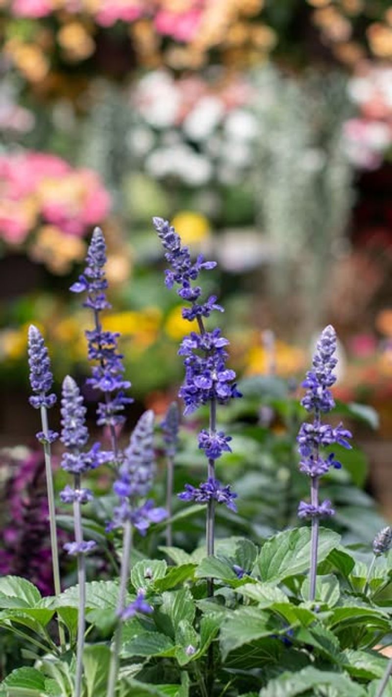 Signs Your Garden Is Thirsty