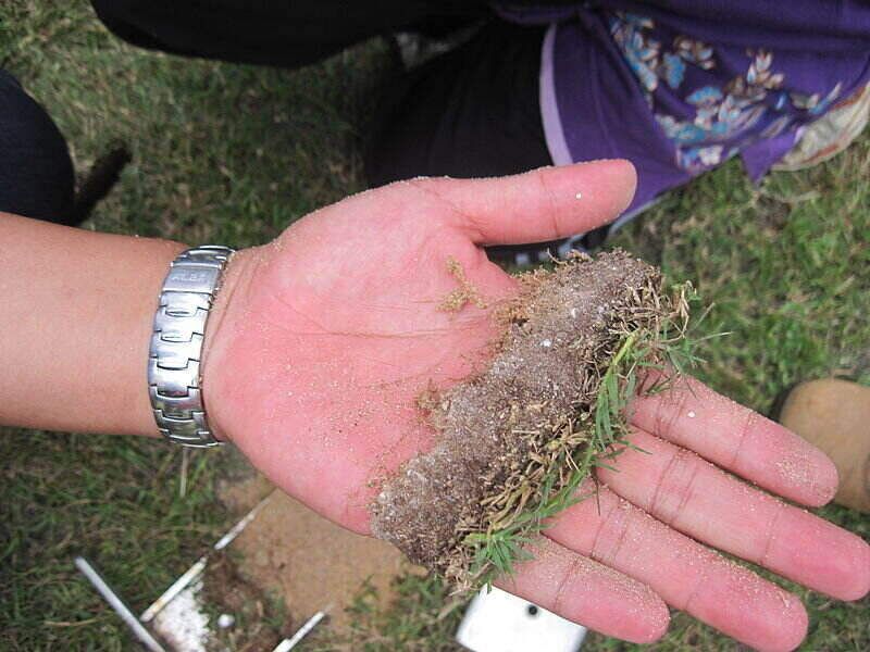 Thatch Building Faster Than Normal
