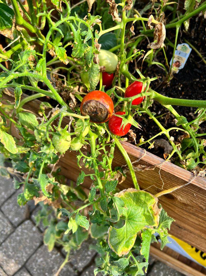 Tomato Blossom-End Rot Solution