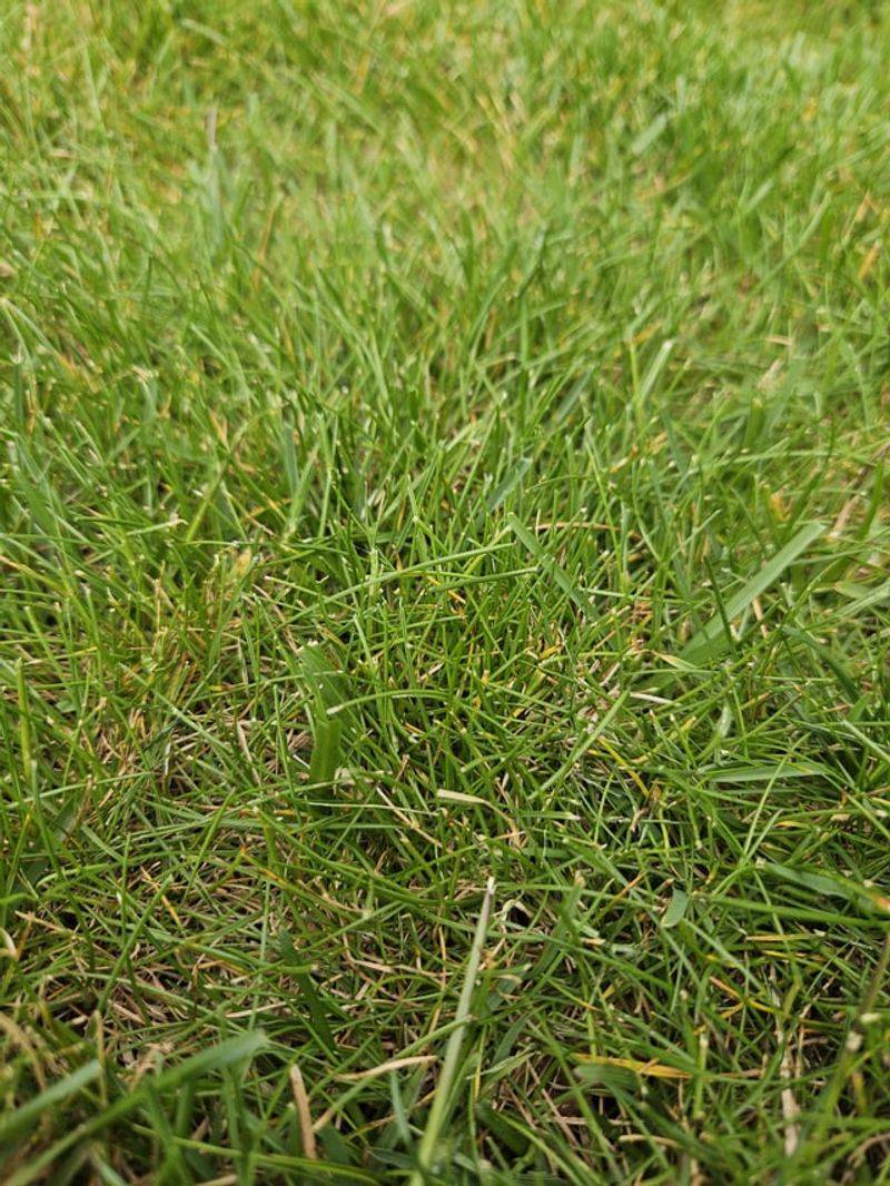Mulch Grass Clippings