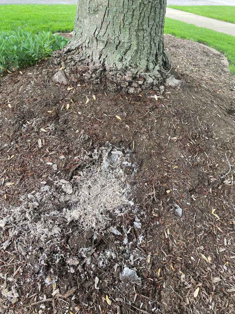 Alkalinity Issues From Wood Ash Mulch