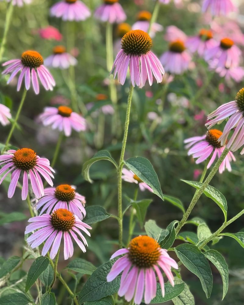 Coneflowers (Echinacea)
