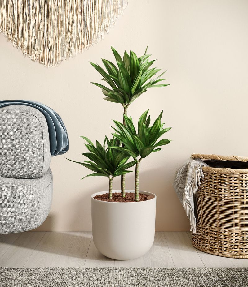 Janet Craig Dracaena (Dracaena deremensis)